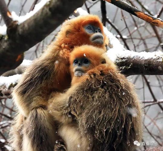 ŽԿ׵ʲô˼ ŽԿ׳ĺ