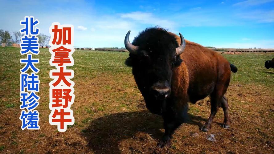 木字旁的字男孩名字洋气 木字旁的字男孩起名字要大气