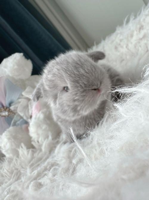 芮字的五行 芮字五行属什么的意思 芮字的五行 芮字五行属什么的意思