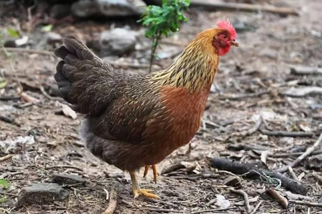 ��������������ƵĹ�˾�� �̵��������˵�ȡ��