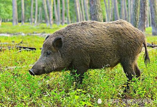 梦到飞机坠落无人伤亡 梦见飞机坠毁自己不在飞机上 梦到飞机坠落无人伤亡 梦见飞机坠毁自己不在飞机上