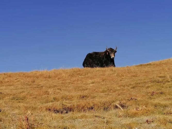 八字婚姻歌决 八字婚姻歌决