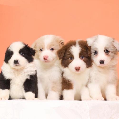 �μ��ô�ô�һ����ʲô��˼ �μ��ô�ô�һ����ʲô��˼