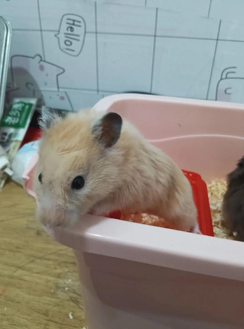 ������������ִ�ȫ ������