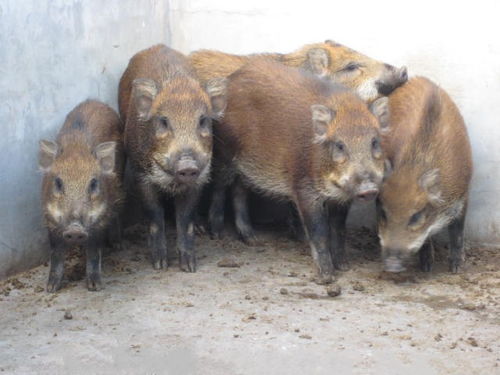 天蝎天秤生日配对分析会不会导致情感摩擦与性格不合的