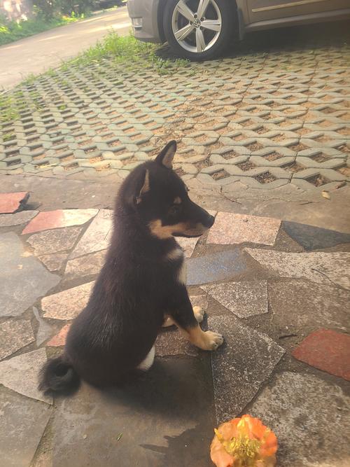 癸未人在生活中需要吗从车牌电话号码看吉凶才能避免潜在的风险与不利影响 癸未人在生活中需要吗从车牌电话号码看吉凶才能避免潜在的风险与不利影响