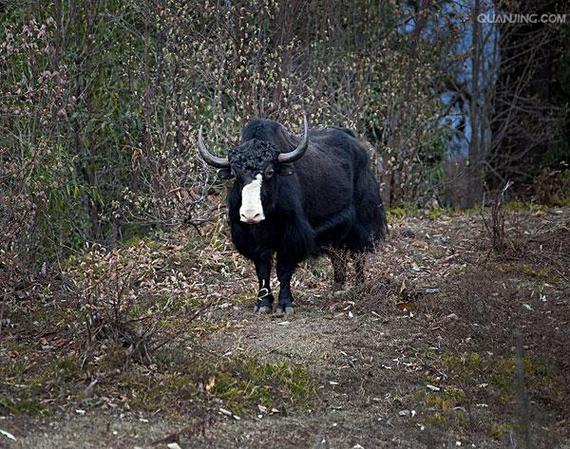 牛宝宝起名宜用字 2025年十二月出生的孩子名字