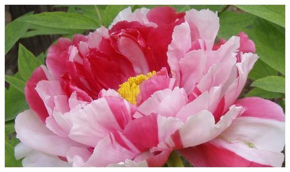 梦见捡到乌龟是什么意思呢 很多 我又全部把它放了 梦见捡到乌龟 梦见捡到乌龟是什么意思呢 很多 我又全部把它放了 梦见捡到乌龟