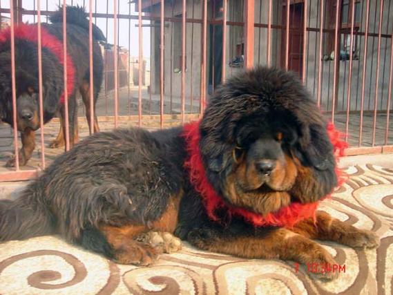 输入生辰八字选手机号码 适合自己八字手机号码 输入生辰八字选手机号码 适合自己八字手机号码