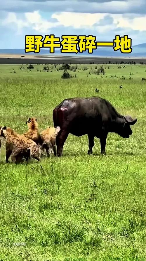 �ƾ�����»�����ֵܹ� �����ָ���������������