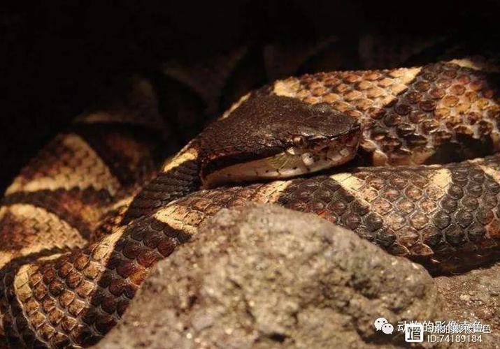 ƴɽǩ5żȤú(ƴɽǩ5żȤ)