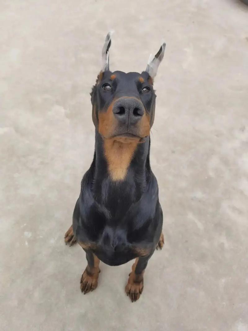 梦遇犬欲吠却未伤身 梦遇犬欲吠却未伤身