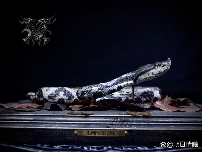 木旺的女人什么命 性情无常需调和自身 木旺的女人什么命 性情无常需调和自身