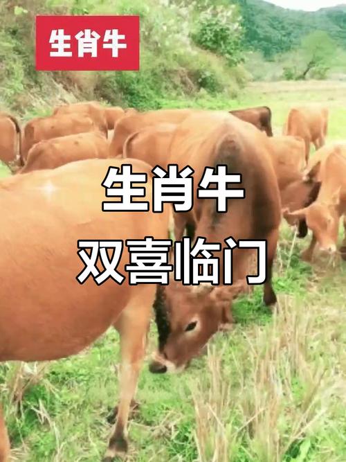 梦境中的调羹象征解析 梦境中的调羹象征解析