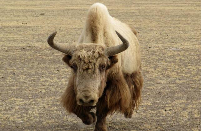 糵ƺļԤֵһ̽䱳Ŀѧ