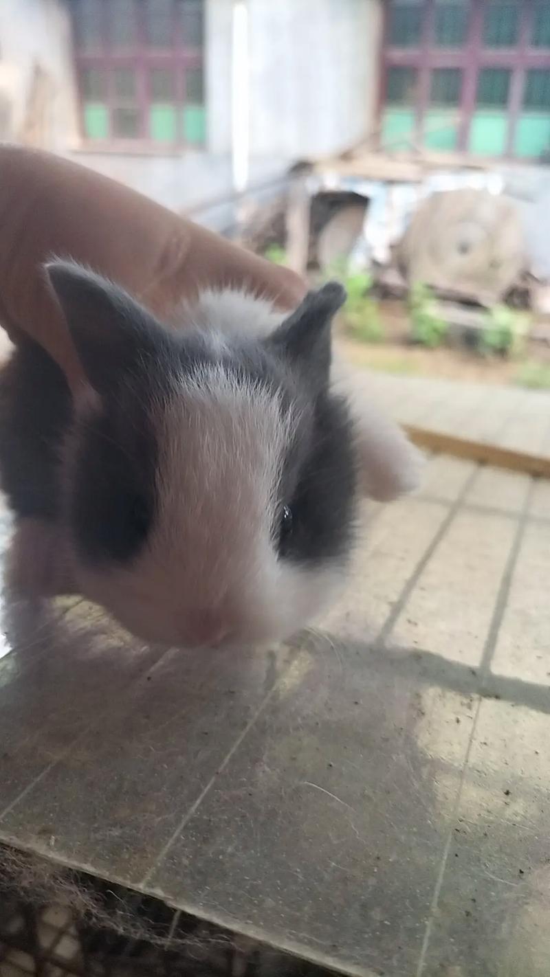 ������ǩ��74����ǩ���Ķ�ϰ�߰�ʾ��������(������ǩ