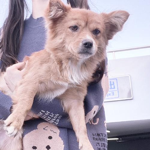 你是谁歌曲 东山再起你是谁歌曲