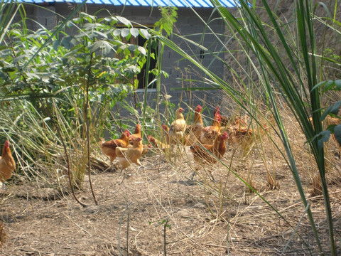 月老灵签56签啥意思对职场影响不利(月老灵签56签啥意