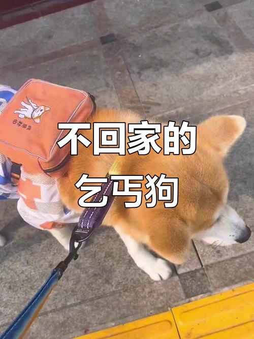 金氏漂流记 金氏漂流记电影在线观看免费高清