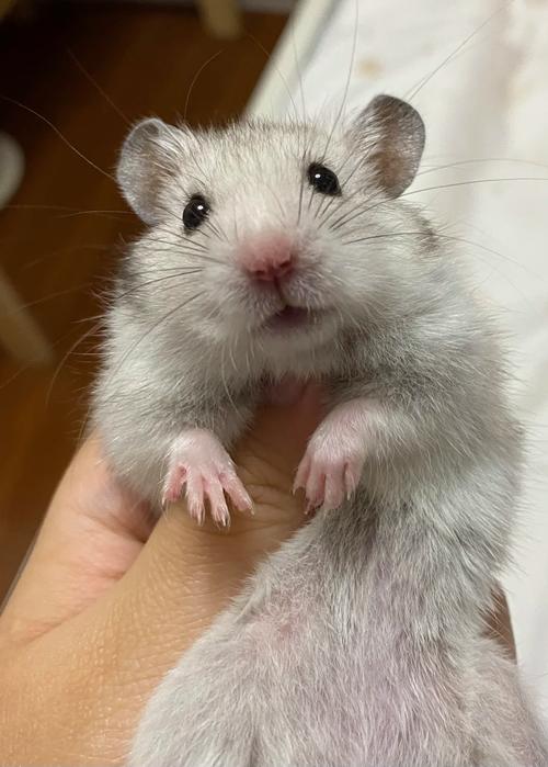 女人梦见自己在天上飞预示着什么 女人梦见自己在天上飞预示着什么