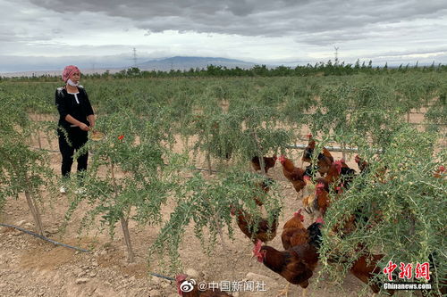 甲辰时柱没有神煞