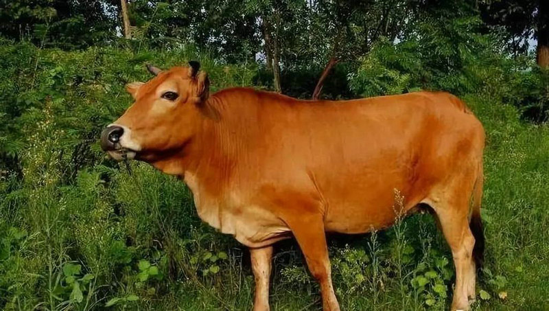 Ϊ��˭���_Ϊ��˭��ʸ������