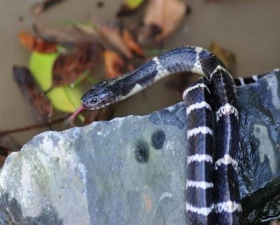 ������ǩ���ӷּҲ�ǩ��������ʱӦ��(������ǩ����_��