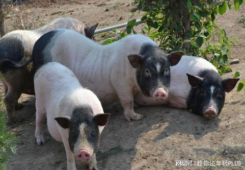 ǩַΣӦ(ǩַ䶯Σôƽ)