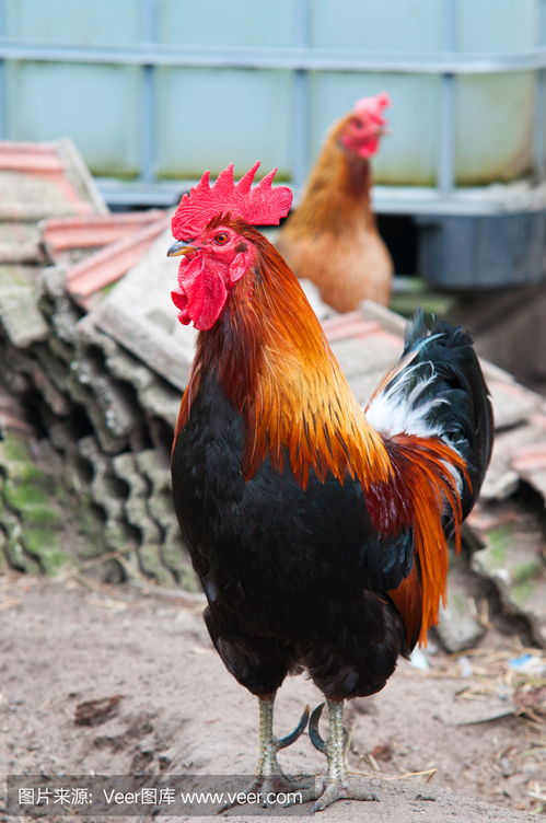 ţ�����������ĸ�ĸ��ô�����