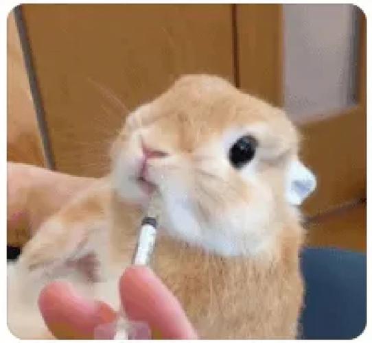 老虎跟老鼠相配吗