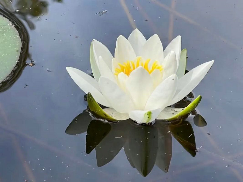 麦玲玲牛年2025年运势及运程 2025属什么生肖 2025是什