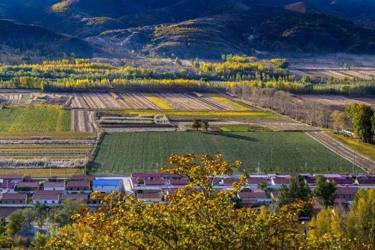 家居摆放风水植物的禁忌 家居摆放风水植物的禁忌