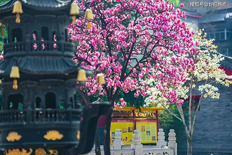 男龙跟女猴的属相配吗婚姻